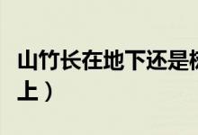 山竹長在地下還是樹上（山竹長在地下還是樹上）