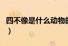 四不像是什么動(dòng)物的俗稱（四不像是什么動(dòng)物）