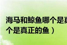 海馬和鯨魚哪個是真正的魚類（海馬和鯨魚哪個是真正的魚）