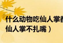 什么動物吃仙人掌都不感到扎嘴（什么動物吃仙人掌不扎嘴）
