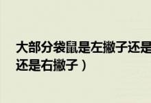 大部分袋鼠是左撇子還是右撇子?（袋鼠中大多數(shù)是左撇子還是右撇子）