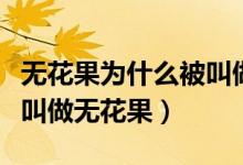 無(wú)花果為什么被叫做無(wú)花果（無(wú)花果為什么被叫做無(wú)花果）