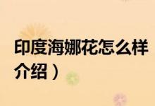 印度海娜花怎么樣（關(guān)于印度海娜花怎么樣的介紹）
