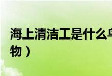 海上清潔工是什么鳥類（海上清潔工是什么動物）