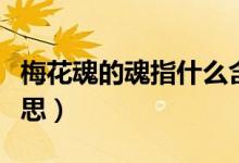 梅花魂的魂指什么含義（梅花魂的魂指什么意思）