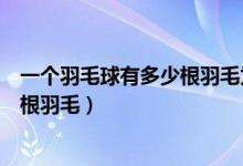 一個羽毛球有多少根羽毛為什么（一只羽毛球上通常會有幾根羽毛）