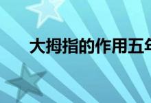 大拇指的作用五年級（大拇指的作用）