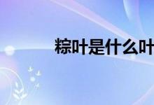 粽葉是什么葉（粽葉是什么葉）