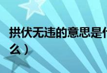 拱伏無違的意思是什么（拱伏無違的意思是什么）
