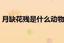月缺花殘是什么動物（月缺花殘是什么意思）