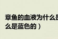 章魚的血液為什么是藍(lán)色的（章魚的血液為什么是藍(lán)色的）