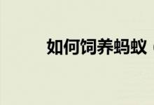 如何飼養(yǎng)螞蟻（如何飼養(yǎng)寵物兔）