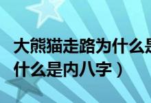 大熊貓走路為什么是慢吞吞的（大熊貓走路為什么是內(nèi)八字）
