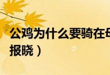 公雞為什么要騎在母雞的身上（公雞為什么會報曉）