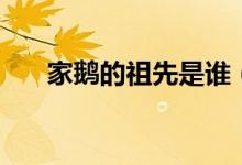 家鵝的祖先是誰(shuí)（家鵝的祖先是什么）