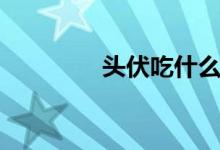 頭伏吃什么（頭伏吃什么）