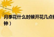月季花什么時候開花幾點鐘開花（月季花什么時候開花 幾點鐘）