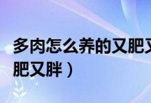 多肉怎么養(yǎng)的又肥又胖視頻（多肉怎么養(yǎng)的又肥又胖）