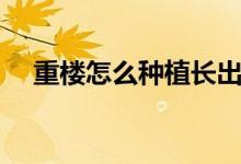 重樓怎么種植長(zhǎng)出的快（重樓怎么種植）