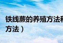 鐵線蕨的養(yǎng)殖方法和注意事項(xiàng)（鐵線蕨的養(yǎng)殖方法）