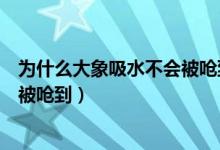 為什么大象吸水不會被嗆到螞蟻莊園（為什么大象吸水不會被嗆到）