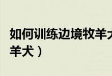 如何訓(xùn)練邊境牧羊犬大小便（如何訓(xùn)練邊境牧羊犬）
