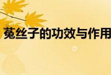 菟絲子的功效與作用（女貞子的功效與作用）