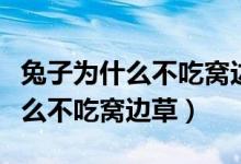 兔子為什么不吃窩邊草答案五個(gè)字（兔子為什么不吃窩邊草）