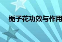 梔子花功效與作用（梔子花功效與作用）