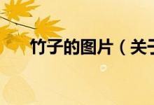 竹子的圖片（關(guān)于竹子的圖片的介紹）