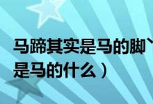馬蹄其實是馬的腳丫子還是腳指甲（馬蹄其實是馬的什么）