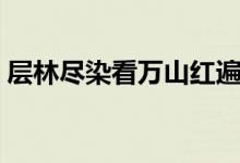 層林盡染看萬山紅遍是什么意思（層林盡染）