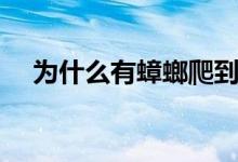 為什么有蟑螂爬到床上（為什么有蟑螂）