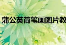 蒲公英簡筆畫圖片教程（蒲公英圖片簡筆畫）