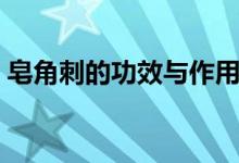 皂角刺的功效與作用（皂角刺的功效與作用）