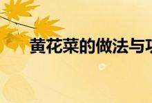 黃花菜的做法與功效（黃花菜的做法）