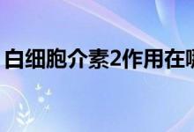 白細(xì)胞介素2作用在哪（白細(xì)胞介素2的作用）