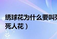 繡球花為什么要叫死人花（繡球花為什么又叫死人花）