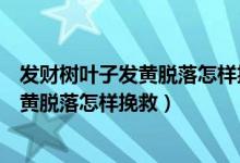 發(fā)財(cái)樹(shù)葉子發(fā)黃脫落怎樣挽救一個(gè)月沒(méi)澆水（發(fā)財(cái)樹(shù)葉子發(fā)黃脫落怎樣挽救）
