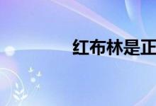 紅布林是正品嗎（紅布林）