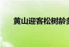 黃山迎客松樹齡多少年（黃山迎客松）