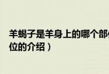 羊蝎子是羊身上的哪個部位（關(guān)于羊蝎子是羊身上的哪個部位的介紹）