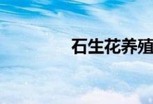 石生花養(yǎng)殖方法（石生花）
