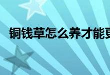 銅錢草怎么養(yǎng)才能更旺盛（銅錢草怎么養(yǎng)）