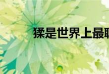 猱是世界上最聰明的動(dòng)物嗎（猱）