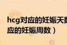 hcg對(duì)應(yīng)的妊娠天數(shù)從哪一天開(kāi)始算(hcg對(duì)應(yīng)的妊娠周數(shù))