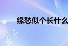 緣愁似個(gè)長(zhǎng)什么意思（緣愁似個(gè)長(zhǎng)）
