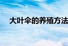 大葉傘的養(yǎng)殖方法和注意事項（大葉傘）
