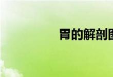 胃的解剖圖（胃的組詞）