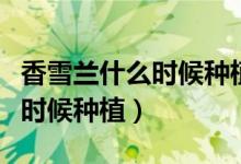 香雪蘭什么時候種植幾個月開花（香雪蘭什么時候種植）